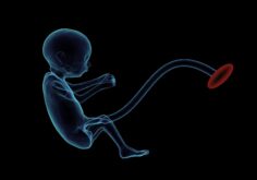 Placenta - The temporary fetal organ develops during pregnancy