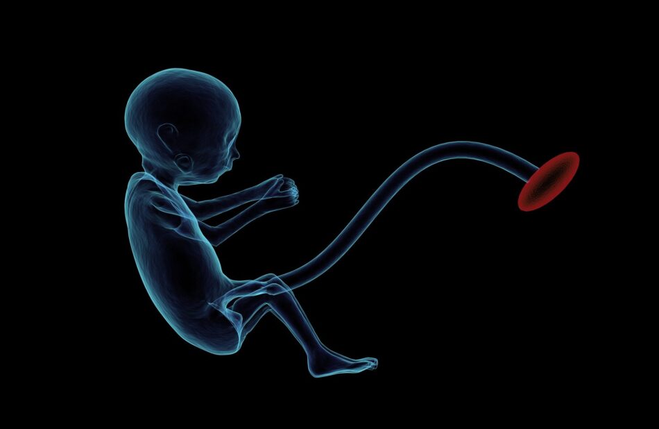 Placenta - The temporary fetal organ develops during pregnancy
