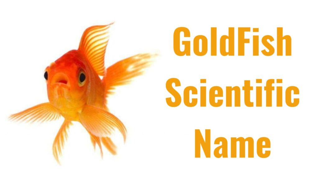Goldfish scientific name